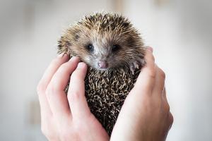 А я вот это чудо сегодня спас и выпустил на волю в лес.
Намного прикольнее хомяка, но, это не домашнее животное, поэтому - только обратно в лес