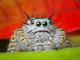 ну и сам, владелец...