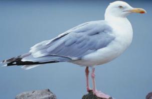 да на здоровье... (котяра клевый)...