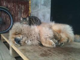 У меня пес по пачпорту Ленд Лорд Фреш, в миру Лёха... Раздолбай полный (Леха, епт!)