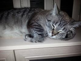 Похож на моего: