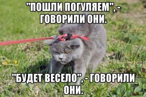 Коты в шоке