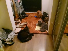 на фоне шпица и британца