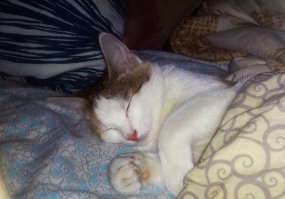 Мои извинения за качество фоток, но не было возможности достать фотоаппарат - снимал на телефон свою питомицу.