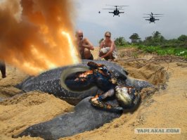 Я в свое время на это фото с черепахой фотожабу делал)