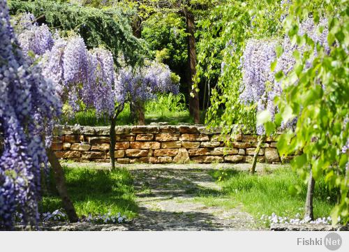 Это цветущие глицинии в Балчике, Болгария.
