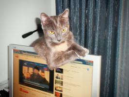 15 реакций котов на повседневные ситауции