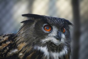 Сова из зоопарка Варны