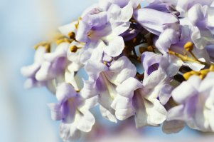 Павловния весной во время цветения. 
Удивительный аромат - нежно-сладко-конфетно-цветочный. Непередаваемо. Я его для себя определила как аромат роз, смешанный с детским шампунем "Кря-Кря" (из детства).
Не знаю, как по всей России, но в Крыму это дерево должно расти.