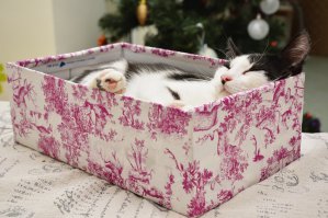 :) наши шкодливые жопочки