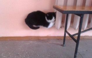 Показалось...