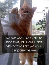 Коты помощники 