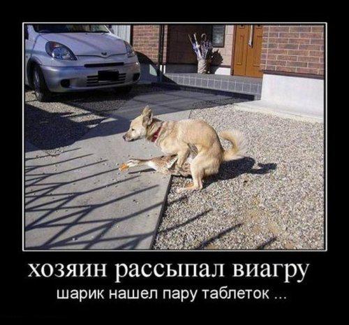 Демотиваторы