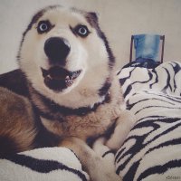 Снежные копии домашних животных