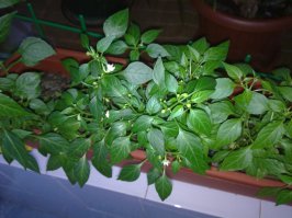 посещал Вьетнам, прикупил Лонган, посадил 2 косточки одну просто в землю в пустой горшок, а другую в горшок где растет Монстера так первая и не взошла совсем а в монстере дал росток. Монстеру отдал так как очень огромное растение, а эту херь пересадил в горшок с перцем Чили, пока вроде растет.. Перец падла полгода уже цветоносит а плодов нет, хотя опылял ватой..