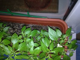 посещал Вьетнам, прикупил Лонган, посадил 2 косточки одну просто в землю в пустой горшок, а другую в горшок где растет Монстера так первая и не взошла совсем а в монстере дал росток. Монстеру отдал так как очень огромное растение, а эту херь пересадил в горшок с перцем Чили, пока вроде растет.. Перец падла полгода уже цветоносит а плодов нет, хотя опылял ватой..