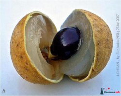 посещал Вьетнам, прикупил Лонган, посадил 2 косточки одну просто в землю в пустой горшок, а другую в горшок где растет Монстера так первая и не взошла совсем а в монстере дал росток. Монстеру отдал так как очень огромное растение, а эту херь пересадил в горшок с перцем Чили, пока вроде растет.. Перец падла полгода уже цветоносит а плодов нет, хотя опылял ватой..