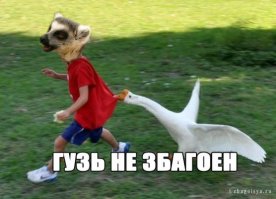 17 животных, которые сыты по горло этими вашими обнимашками