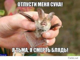 17 животных, которые сыты по горло этими вашими обнимашками
