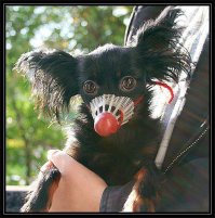 Эксклюзивные намордники для собак 