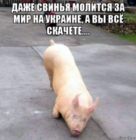 Молитва у подножия храма не спасла хрюшку от голодного фермера