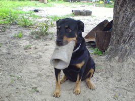 Конечно недооцененные!Вот нам, например, в саду дом строить помогал.