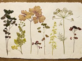 у меня тоже есть гербарий, в школе собирал...