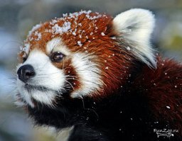 ближе к енотам малая панда