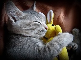  Усатые, полосатые, пятнистые и очень дорогие