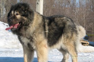 алабай -красавец! Вот еще один достойный представитель пастухов-волкодавов-кавказская овчарка: