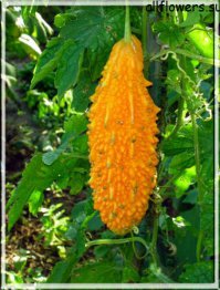 у меня дома росла момордика.Ягоды на вкус чем-то хурму напоминают.И как оказалось,ее еще и в народной медицине применяют,чуть-ли не от всех болячек.