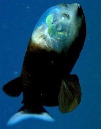 рыба с прозрачной головой (бочкоглаз),удильщик,рыба черный дракон