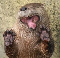 Зверюшки показывают язык