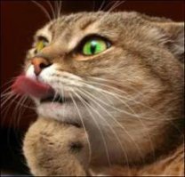 Зверюшки показывают язык