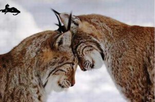 Настоящая звериная любовь