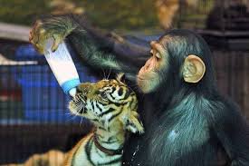 Настоящая звериная любовь