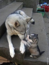 Настоящая звериная любовь