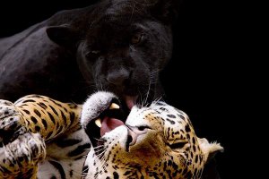 Настоящая звериная любовь