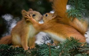 Настоящая звериная любовь