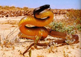 крайт-тайпан-бумсланг-ботропс.Все они смертельно опасны для человека.