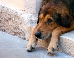 19 причин, по которым австралийская овчарка - лучшая собака в мире