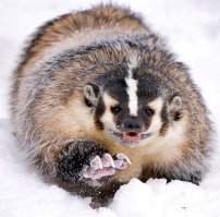 а это и есть американский барсук.Извините,что ввел в заблуждение.