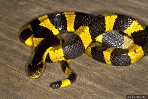 крайт-тайпан-бумсланг-ботропс.Все они смертельно опасны для человека.