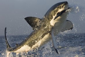 Звери на охоте