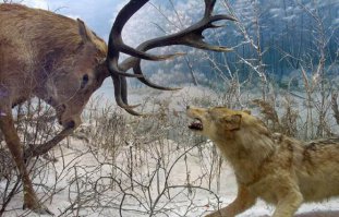 Звери на охоте