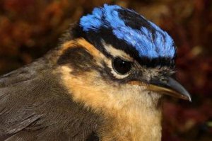 еще две из указанных ядовитых птиц-сорокопутовая мухоловка и синеголовая ифрита