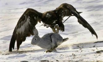 Звери на охоте