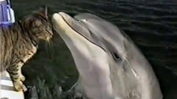 Милые животные, которые заставят вас улыбнуться