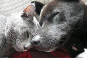 Как кошка с собакой