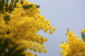 ранняя весна